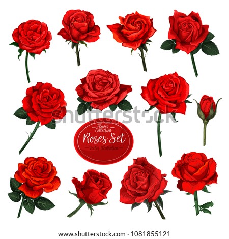 Rose flower set of blooming plant. Garden rose isolated icon of red blossom, petal and bud with green stem and leaf for romantic floral decoration, wedding bouquet and valentine greeting card