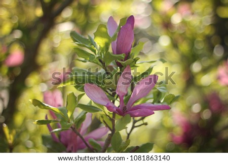 a detail of a pink blooming magnolia bush in bloom with beautiful light effects and rich green in the background