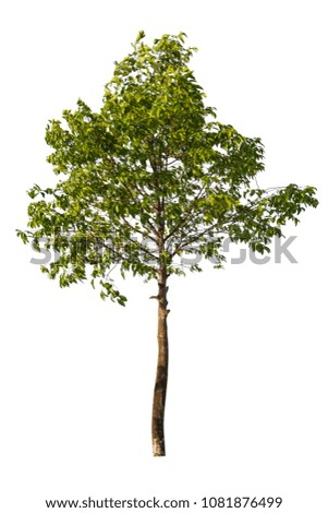 Isolated Tree on White Background with Clipping Path from Southern Thailand in summer suitable for design work, website,decorate and advertising