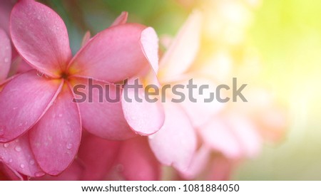 Pink Frangipani flowers come into bloom after rain.