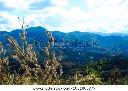 Landscape with Flowers, Grass and mountain views of Northern Thailand.