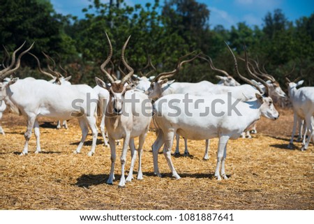 The herd of addax (Addax nasomaculatus), also known as the white antelope and the screwhorn antelope, that basically lives in the Sahara desert