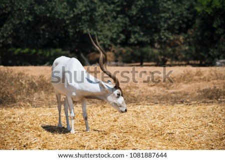 The addax (Addax nasomaculatus), also known as the white antelope and the screwhorn antelope, that basically lives in the Sahara desert