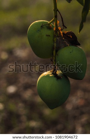 Mango on the tree with ant in the garden 