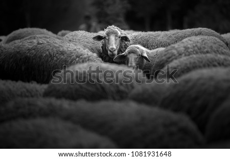 Portrait of family sheep in the farm. Royalty-Free Stock Photo #1081931648