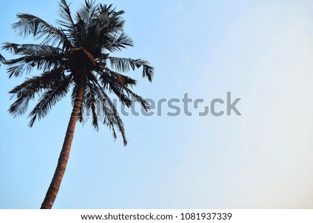 Coconut tree palm with the blue sky. Beautiful sky scenic background and free space.