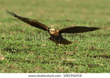 Marsh harrier (Circus aeruginosus) female, in flight