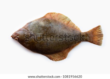 Nice shaped Flatfish or flounders (Pleuronectidae)also known as plaice,dab,sole or flukes,
isolated on white. Top side. facing left.