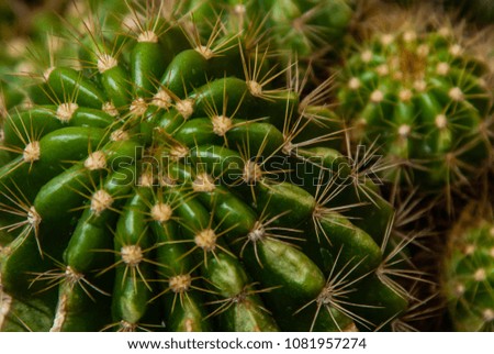 Close up needles of cactus in the flower pot at the garden.