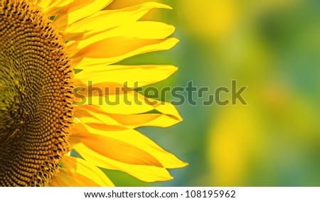 Close-up of sunflower background