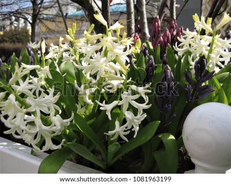 macro photo with decorative background of flowering herbaceous plants tuberous flowers hyacinths with white, pink and purple for urban gardening and landscaping as a source for prints, posters, decor