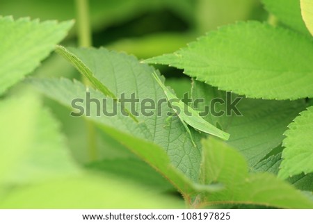 Green grasshopper on leaf.