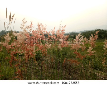 grass flowers on the mountain 