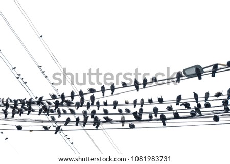 bird on electric wire