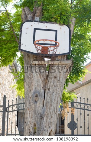 Basketball board with a basket on a tree