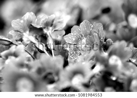 Primula / primerose. Beautiful picture with fresh flowers. Macro. Water drops after rain, artistic view. Monochrome. Concept for interior decor