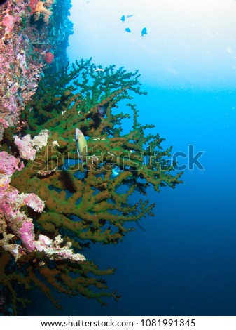 Photo of coral colony. 