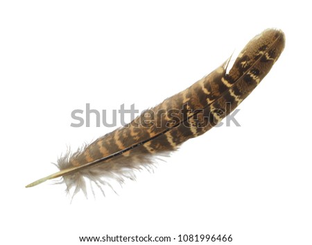 Beautiful Eagle feather isolated on white background