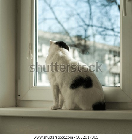 Cat siting at window and looking