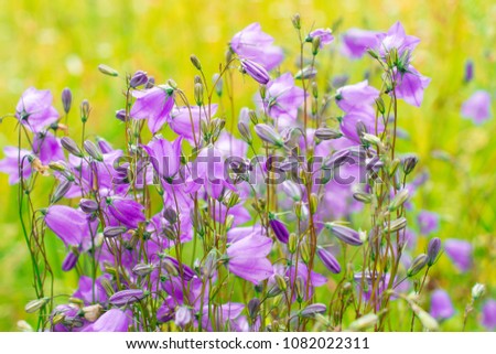 bright contrasting colorful bell flowers on a flowering autumn meadow: ready background with copy space for text