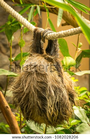 Sloth hanging on a rope, Puerto de la Cruz, Tenerife, Spain. 