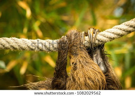 Claws of a sloth hanging on a rope, Puerto de la Cruz, Tenerife, Spain. 