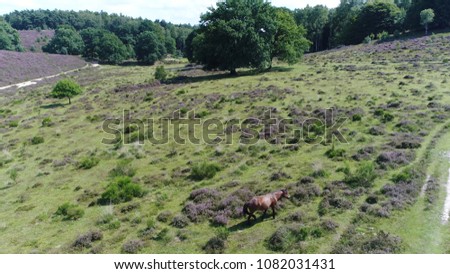 Low altitude aerial picture of single black wild horse roaming the wild tundra land walking slowly grazing vegetation
