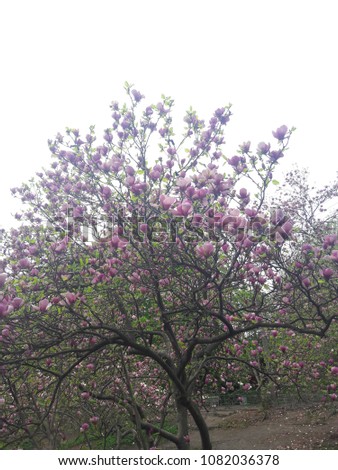 Magnolia Forzitsa Botanical Garden Grishko Kiev Ukraine