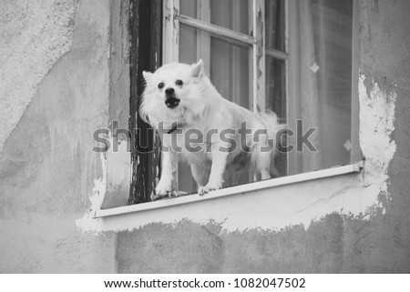 White pure breeded small dog standing in old wooden window and barking on street on light orange peeling flat wall background, horizontal picture