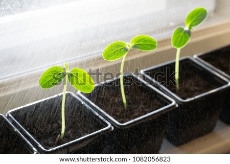 Cucumber seedling on windowsill
