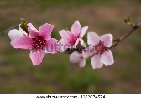 Peach tree branch with bright pink delicate flowers on a blurred background.
