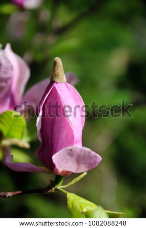 Delicate pink and purple Blooming magnolia large beautiful flowers