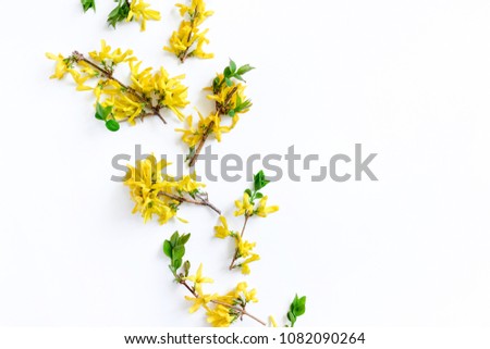 Border frame made of yellow forsythia flowers on a white background