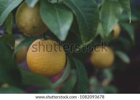 Organic bio lemons hanging on a tree and surrounded by green leaves. Selective focus, natural yellow green background wallpaper, negative space. Close up photo, 