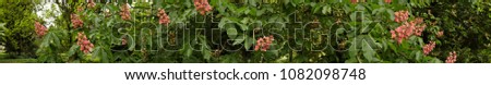 Panoramic picture as a cross section of the front leaves of a blooming chestnut tree with almost red flowers, blurred background.