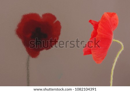 Red poppy flowers close-up