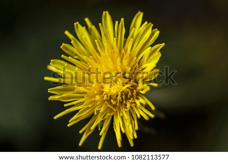 Gerbera  daisy  yellow Flower 