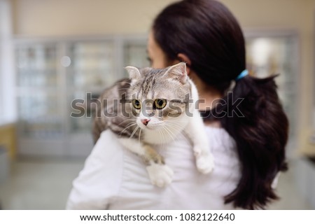 cat breeds British lop sits on the shoulder of a female veterinarian on the background of a veterinarian clinic