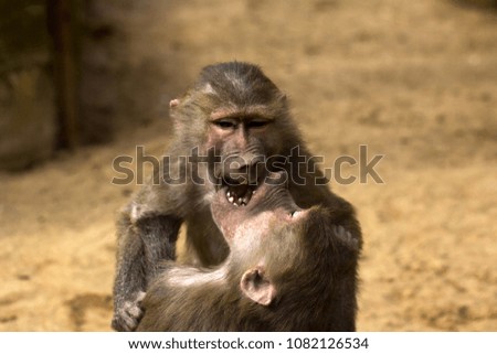 Two hamadryas baboon monkeys are playing. Close-up of Old World monkeys.