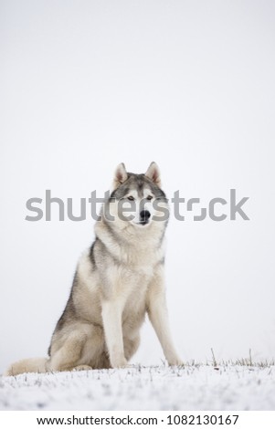 Gray Siberian husky sits in the snow. Portrait of a dog. A dog on a natural background.