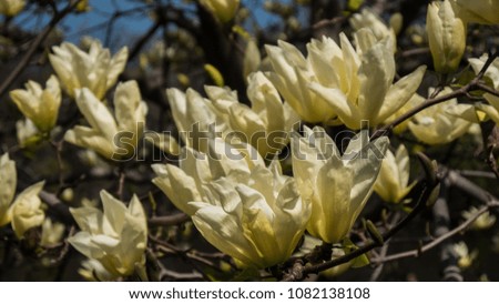 Yellow Magnolia flowers in the tree