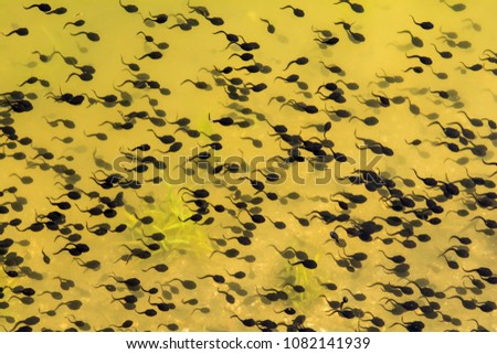 Tadpoles in a lake