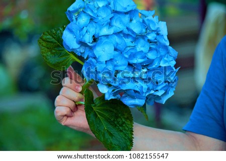 A chic flower of hydrangea (Latin Hydrángea) in the hand of a woman. Inflorescences consist of large sterile flowers with four colored sepals. The color is gently blue.Background image for copy space.