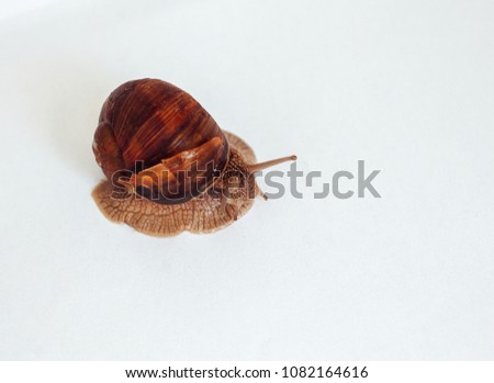snail with a damaged shell