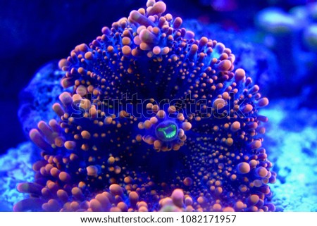 Saltwater Aquarium Fish and Coral