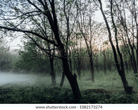 fog in the forest after the rain