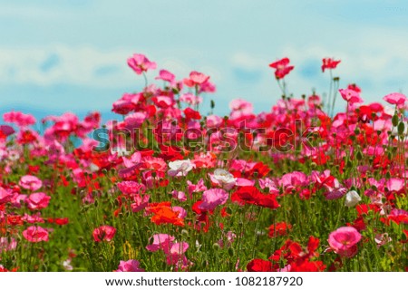 Close up of a field or red, pink and white poppies under a cloudy sky