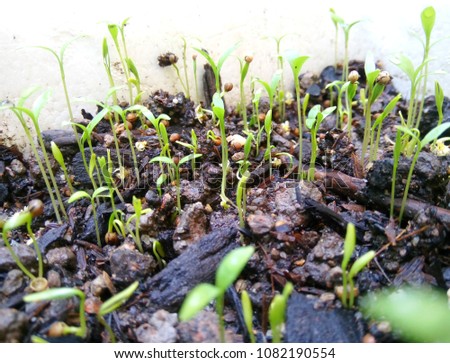 Blurry Front View form Seedlings of coriander seeded from coriander seed.
