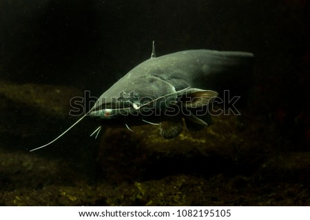 Wels catfish, sheatfish (Silurus glanis), Royalty-Free Stock Photo #1082195105