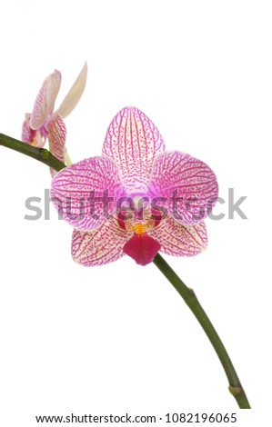 Pink Orchid flowers isolated-white background 
